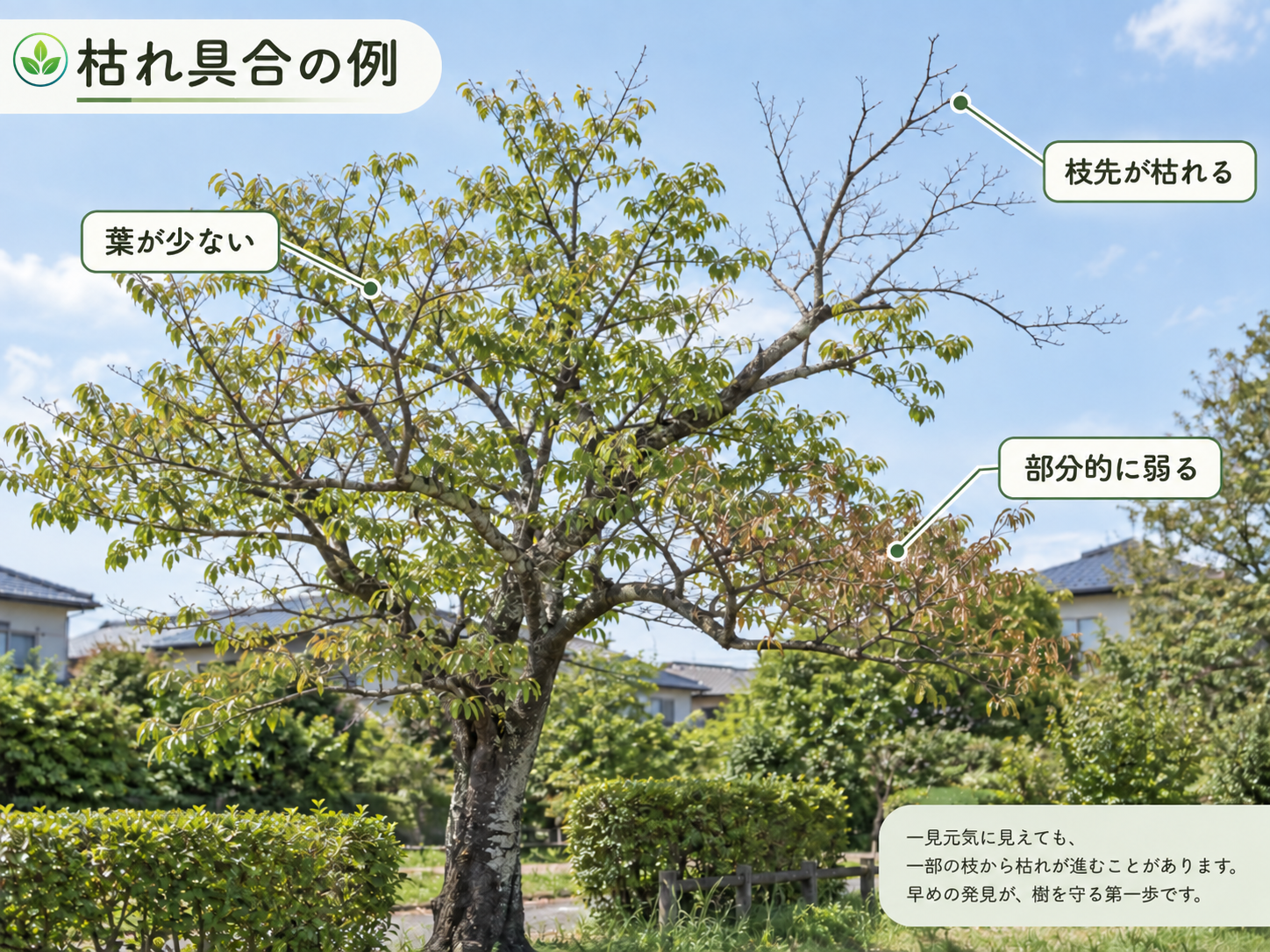 葉が少ない、枝先が枯れるなど樹木の衰弱例を示す参考イメージ